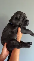Willie , a male Labrador Retriever for sale in Hartville, MO – 5 of 5
