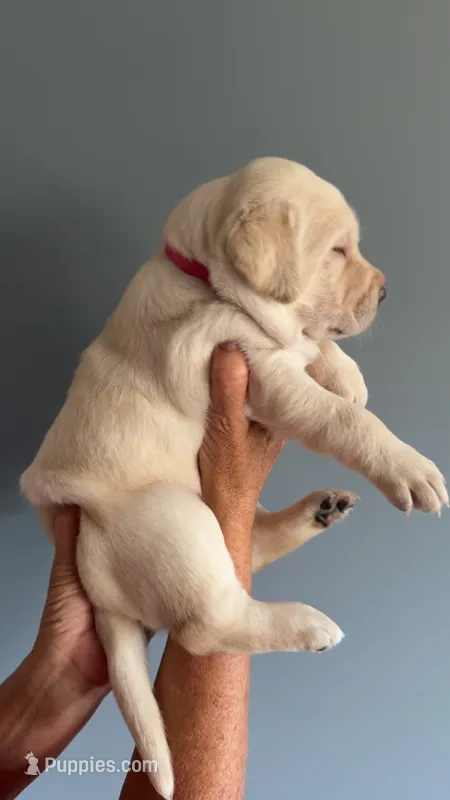 Dolly – Labrador Retriever puppy for sale in Hartville, MO