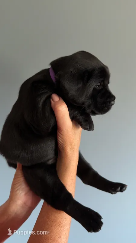 Patsy – Labrador Retriever puppy for sale in Hartville, MO