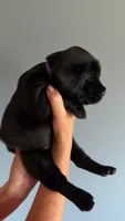 Patsy, a female Labrador Retriever for sale in Hartville, MO – 1 of 5