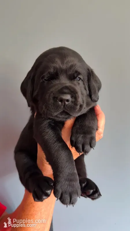 Willie  – Labrador Retriever puppy for sale in Hartville, MO