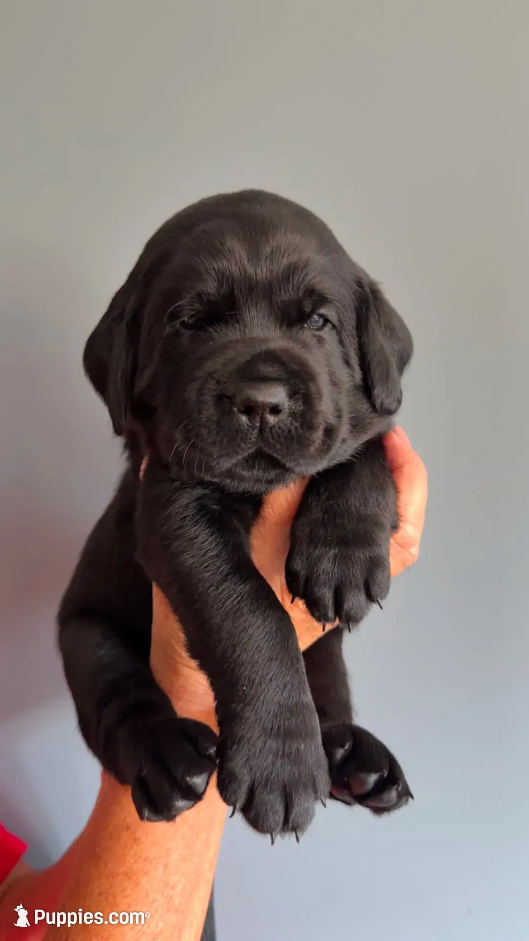 Willie , a male Labrador Retriever for sale in Hartville, MO – 1 of 5