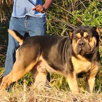 BrickTop x Dutchess , a male Boerboel for sale in Plantation, FL – Photo 2 of 2