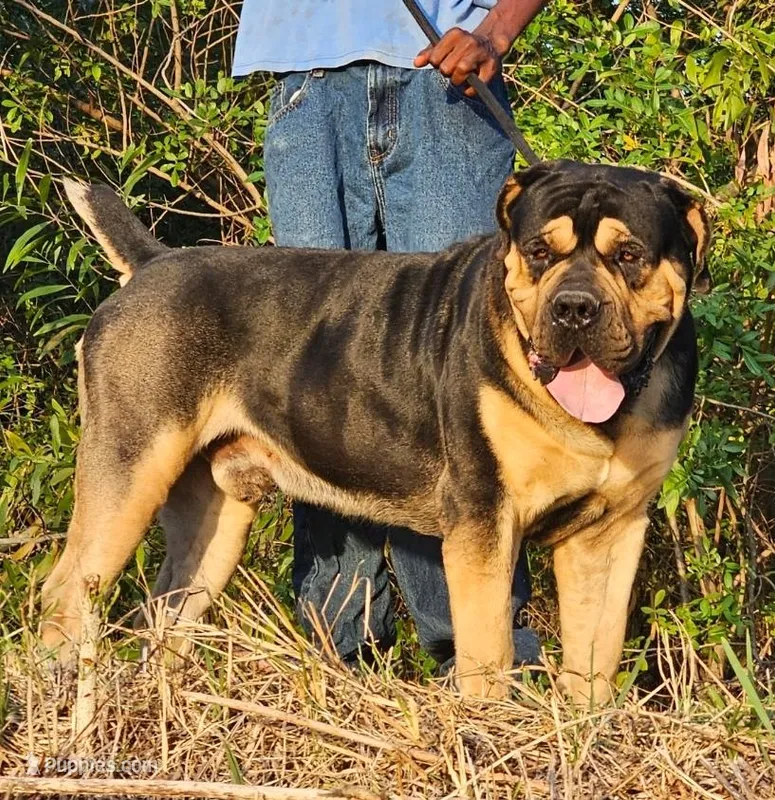 BrickTop x Dutchess , a male Boerboel for sale in Plantation, FL – Photo 1 of 2