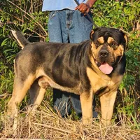 BrickTop x Dutchess , a male Boerboel for sale in Plantation, FL – Photo 1 of 2