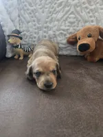 Brenda, a female Miniature Dachshund for sale in Udall, KS – 4 of 4