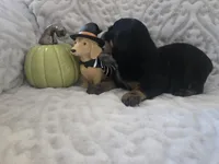 Buster, a male Miniature Dachshund for sale in Udall, KS – 4 of 4