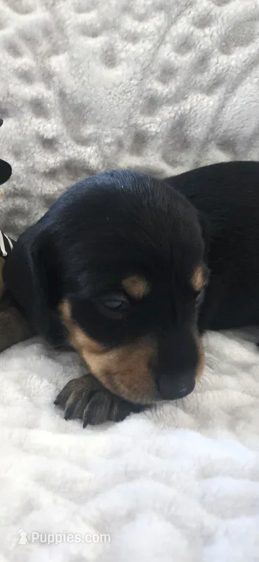 Buster – Miniature Dachshund puppy for sale in Udall, KS