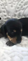 Buster, a male Miniature Dachshund for sale in Udall, KS – 1 of 4
