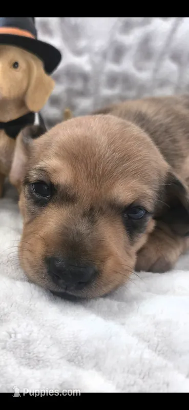 Brenda – Miniature Dachshund puppy for sale in Udall, KS
