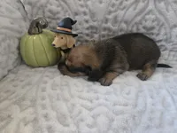 Brexley , a female Miniature Dachshund for sale in Udall, KS – 2 of 3
