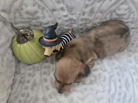 Buckley, a male Miniature Dachshund for sale in Udall, KS – 5 of 5