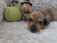 Buckley, a male Miniature Dachshund for sale in Udall, KS – 3 of 5