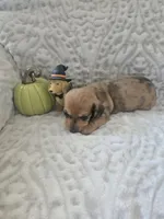 Buckley, a male Miniature Dachshund for sale in Udall, KS – 2 of 5