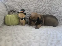 Brenda, a female Miniature Dachshund for sale in Udall, KS – 2 of 4