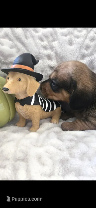 Brexley  – Miniature Dachshund puppy for sale in Udall, KS