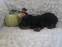Buster, a male Miniature Dachshund for sale in Udall, KS – 3 of 4