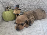 Buckley, a male Miniature Dachshund for sale in Udall, KS – 4 of 5