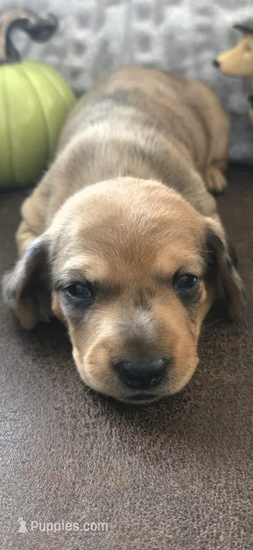 Buckley – Miniature Dachshund puppy for sale in Udall, KS