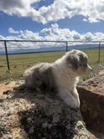 Jelly, a male Australian Shepherd for sale in Cortez, CO – 4 of 4