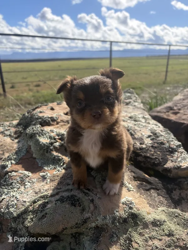 Peanut Butter – Australian Shepherd puppy for sale in Cortez, CO