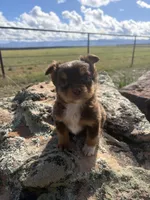 Peanut Butter, a male Australian Shepherd for sale in Cortez, CO – 1 of 6