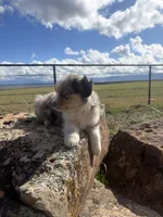 Jelly, a male Australian Shepherd for sale in Cortez, CO – 3 of 4