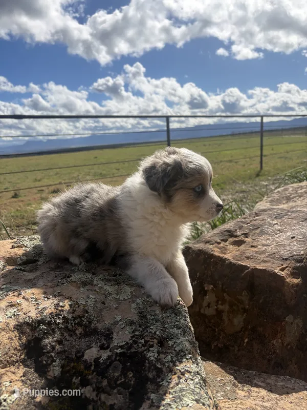Jelly – Australian Shepherd puppy for sale in Cortez, CO