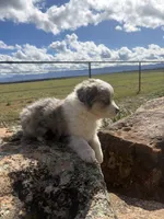 Jelly, a male Australian Shepherd for sale in Cortez, CO – 1 of 4