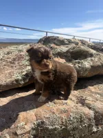 Peanut Butter, a male Australian Shepherd for sale in Cortez, CO – 3 of 6
