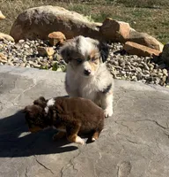 Peanut Butter, a male Australian Shepherd for sale in Cortez, CO – 2 of 6