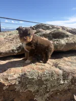 Peanut Butter, a male Australian Shepherd for sale in Cortez, CO – 6 of 6