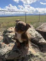 Peanut Butter, a male Australian Shepherd for sale in Cortez, CO – 4 of 6