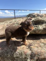 Peanut Butter, a male Australian Shepherd for sale in Cortez, CO – 5 of 6