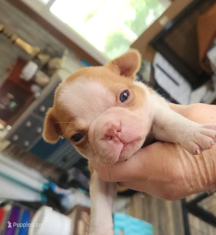 Wanda's fawn girl – Boston Terrier puppy for sale in Peotone, IL