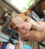 Wanda's fawn girl, a female Boston Terrier for sale in Peotone, IL – 1 of 6