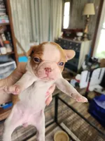 Wanda's fawn girl, a female Boston Terrier for sale in Peotone, IL – 5 of 6