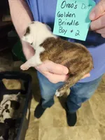 Oreo's golden brindle boy #2, a male Boston Terrier for sale in Peotone, IL – 5 of 10