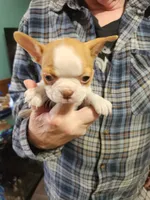 Wanda's fawn girl, a female Boston Terrier for sale in Peotone, IL – 4 of 10