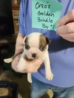 Oreo's golden brindle boy #1, a male Boston Terrier for sale in Peotone, IL – 3 of 8