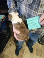 Oreo's golden brindle boy #2, a male Boston Terrier for sale in Peotone, IL – 7 of 7