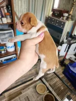 Wanda's fawn girl, a female Boston Terrier for sale in Peotone, IL – 2 of 6
