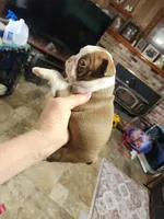 Sprinkles red girl, a female Boston Terrier for sale in Peotone, IL – 7 of 7