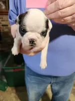 Oreo's brindle girl, a female Boston Terrier for sale in Peotone, IL – 2 of 10