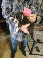 Finny's brindle girl #1, a female Boston Terrier for sale in Peotone, IL – 2 of 6
