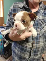 Sprinkles red girl, a female Boston Terrier for sale in Peotone, IL – 2 of 6