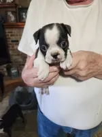 Sprinkles black boy, a male Boston Terrier for sale in Peotone, IL – 8 of 9