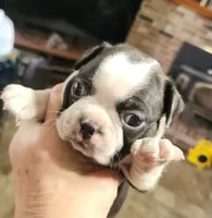 Sprinkles black boy, a male Boston Terrier for sale in Peotone, IL – 3 of 7