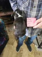 Finny's black girl #2, a female Boston Terrier for sale in Peotone, IL – 7 of 8