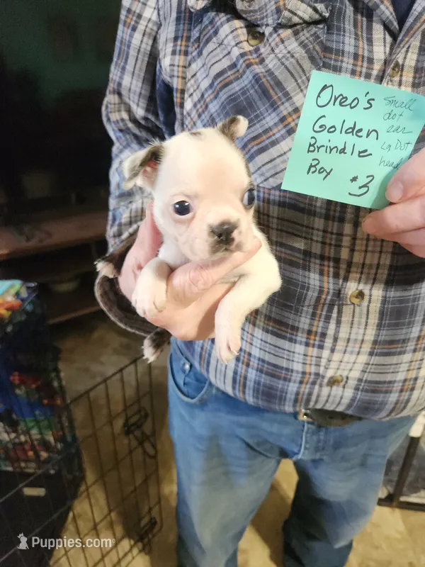 Oreo's golden brindle boy #3 – Boston Terrier puppy for sale in Peotone, IL